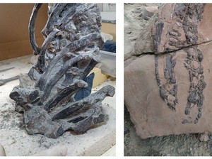 Bukti Sang Predator Purba di Ujung Patagonia