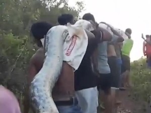 Warga di Muna Ramai-ramai Bunuh Ular Piton 6 Meter Lalu Dijadikan Tontonan