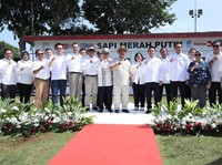 Dorong Swasembada Pangan, BRI Dukung Program Sapi Merah Putih