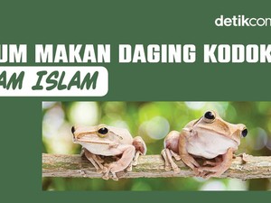 Hukum Makan Daging Kodok dalam Islam