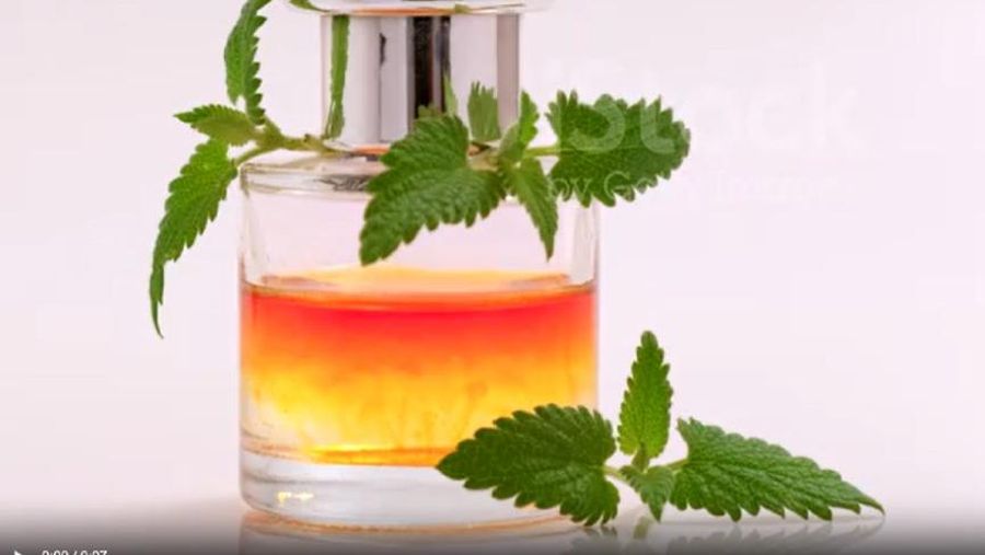 Patchouli/nilam