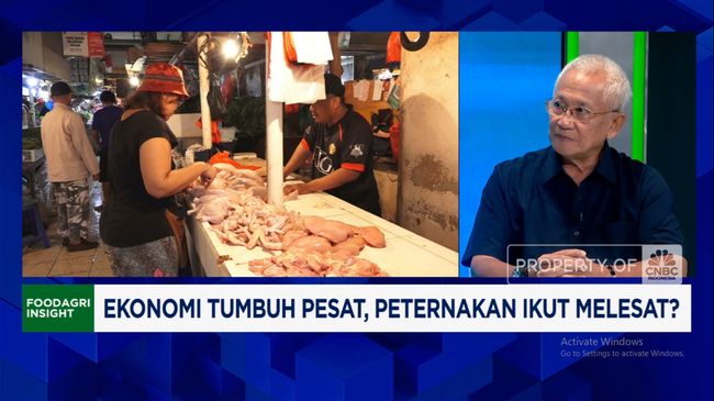 Video: Banyak PHK dan Daya Beli Warga RI Turun, Peternak Ayam Merugi