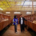 Penyaluran KUR BRI Dorong Setengah Juta UMKM Naik Kelas