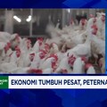 Video: Ekspor Daging Ayam ke Afrika - Saudi, Peternak Terkendala Ini