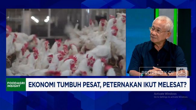 Video: Ekspor Daging Ayam ke Afrika - Saudi, Peternak Terkendala Ini