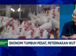 Video: Ekspor Daging Ayam ke Afrika - Saudi, Peternak Terkendala Ini