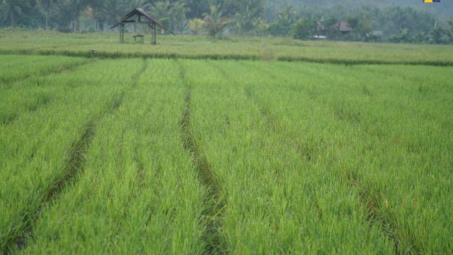 Kementerian Pekerjaan Umum terus mengoptimalkan layanan irigasi guna mendukung peningkatan produktivitas pertanian dan mewujudkan swasembada pangan. (Dok. PUPR) Kementerian Pekerjaan Umum terus mengoptimalkan layanan irigasi guna mendukung peningkatan produktivitas pertanian dan mewujudkan swasembada pangan. (Dok. PUPR)