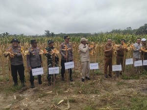 Polisi dan BumDes di Kuansing Panen 10 Ton Jagung Dukung Swasembada Pangan