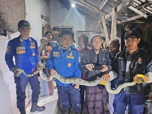 Fakta si Panjang dan Belang yang Bikin Heboh Warga Kuningan