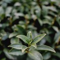 Daun
