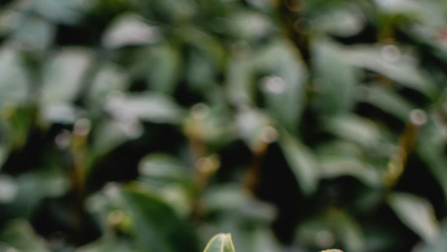 Daun Daun