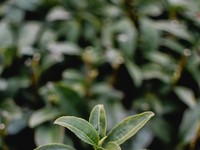 Daun 