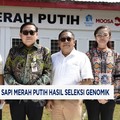 Video: Indonesia Resmi Punya Sapi Merah Putih Hasil Seleksi Genomik
