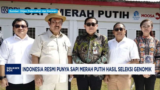 Video: Indonesia Resmi Punya Sapi Merah Putih Hasil Seleksi Genomik