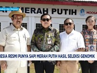 Video: Indonesia Resmi Punya Sapi Merah Putih Hasil Seleksi Genomik