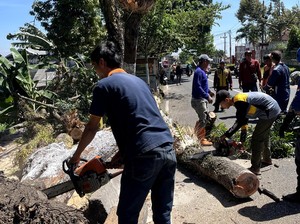 Dampak Angin Kencang di Mojokerto, Rumah Rusak-5 Pohon Tumbang