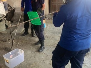 Lagi Nyapu, Warga Lendah Dikagetkan Kobra Jawa 1 Meter