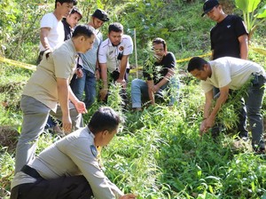Polisi Bongkar Ladang Ganja di Bulukumba, 1 Orang Ditangkap