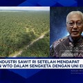 Video: Ada China-India, Pengusaha Sawit Tak 