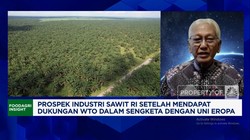 Video: Ada China-India, Pengusaha Sawit Tak