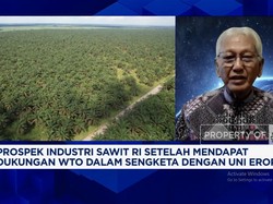 Video: Ada China-India, Pengusaha Sawit Tak "Gentar" Dijegal Uni Eropa