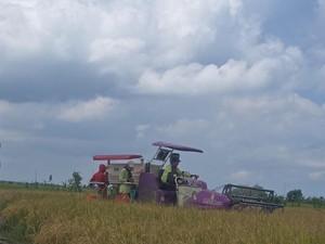 Panen Raya di 10 Provinsi, Pasokan Beras Nasional Sangat Aman & Terkendali