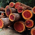 Kayu Merah Jadi 