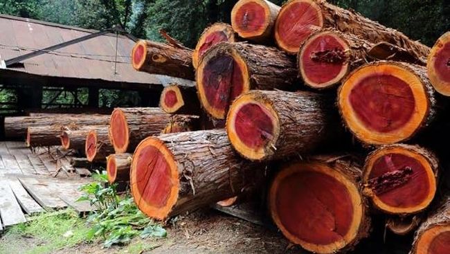 Kayu Merah Jadi "Emas Baru": Harta Karun Malah Bawa Kutukan