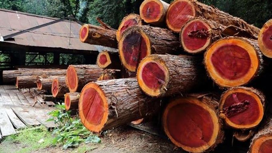 Red Sandalwood. Red Sandalwood. (via Amazone.in)