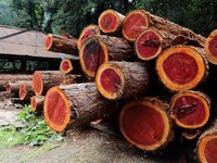 Kayu Merah Jadi 