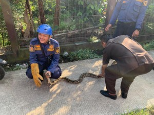 Hii... Ular Sanca Tiba-tiba Muncul di Dapur Rumah Warga Bogor