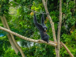 Transformasi Solo Safari Hadirkan Wisata Keluarga Lebih Modern & Edukatif
