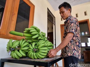 Warga Desa di Ponorogo Bisa Bayar Pajak Bumi-Bangunan Pakai Buah Pisang