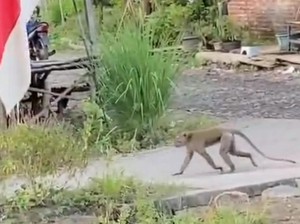 Detik-detik Bocah 5 Tahun di Pasuruan Diserang Monyet Saat Bermain