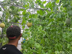 Berdaya Lewat Produksi Melon di Lapas Kuningan
