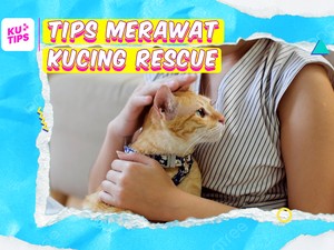 Video KuTips: Persiapkan Ini Ya detikers Saat Mau Rescue Kucing!