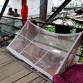Serangga Kecil Bikin Negara Ini Diserang Wabah Ganas, 123 Meninggal