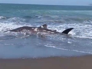 Hiu Tutul Panjang 4 Meter Terdampar di Pantai Puger Jember