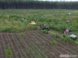 Video Pinus Sewu, Rekomendasi Wisata di Lumajang