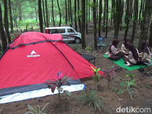 Wisata Hutan Pinus Sewu di Lereng Semeru, Ada Jeep Tour hingga Camping