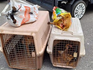 2 Penjagal Anjing di Pekanbaru Dibekuk, Beroperasi Selama 2 Tahun