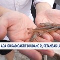 Video: Ada Isu Radioaktif di Udang RI, Petambak Lokal Ikut Menderita