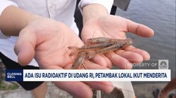 Video: Ada Isu Radioaktif di Udang RI, Petambak Lokal Ikut Menderita