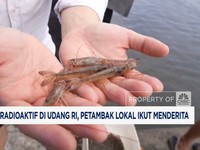 Video: Ada Isu Radioaktif di Udang RI, Petambak Lokal Ikut Menderita