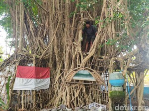 Hidup Tenang, Pria Tulangan Sidoarjo Ini Tinggal dalam Pohon Beringin