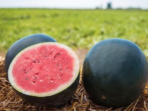 Mengenal Black Diamond, Varietas Semangka Unik Berkulit Gelap