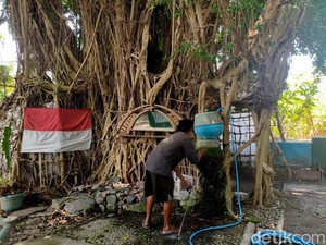 Video: Pria di Sidoarjo Hidup Belasan Tahun di Rumah Pohon Beringin