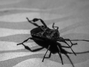 Ngeri! 280 Ribu Warga AS Disebut Idap Penyakit Chagas, Ditularkan Kissing Bug