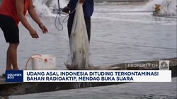 Video: Mendag Tanggapi Isu Udang RI Terkontaminasi Bahan Radioaktif