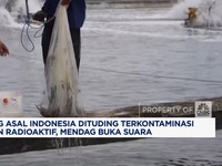 Video: Mendag Tanggapi Isu Udang RI Terkontaminasi Bahan Radioaktif